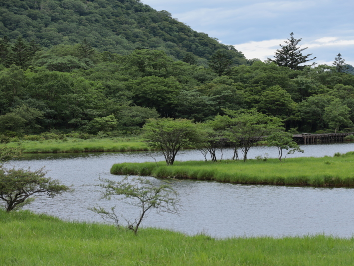 赤城山 覚満淵 (2020/7/27撮影)_b0369971_15072972.jpg