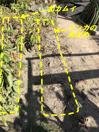 インカのめざめを収穫しました。_d0251572_23013600.jpg