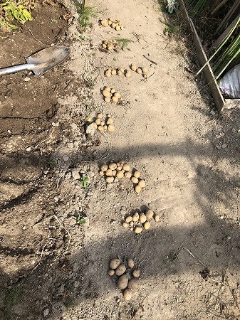 インカのめざめを収穫しました。_d0251572_23025884.jpg