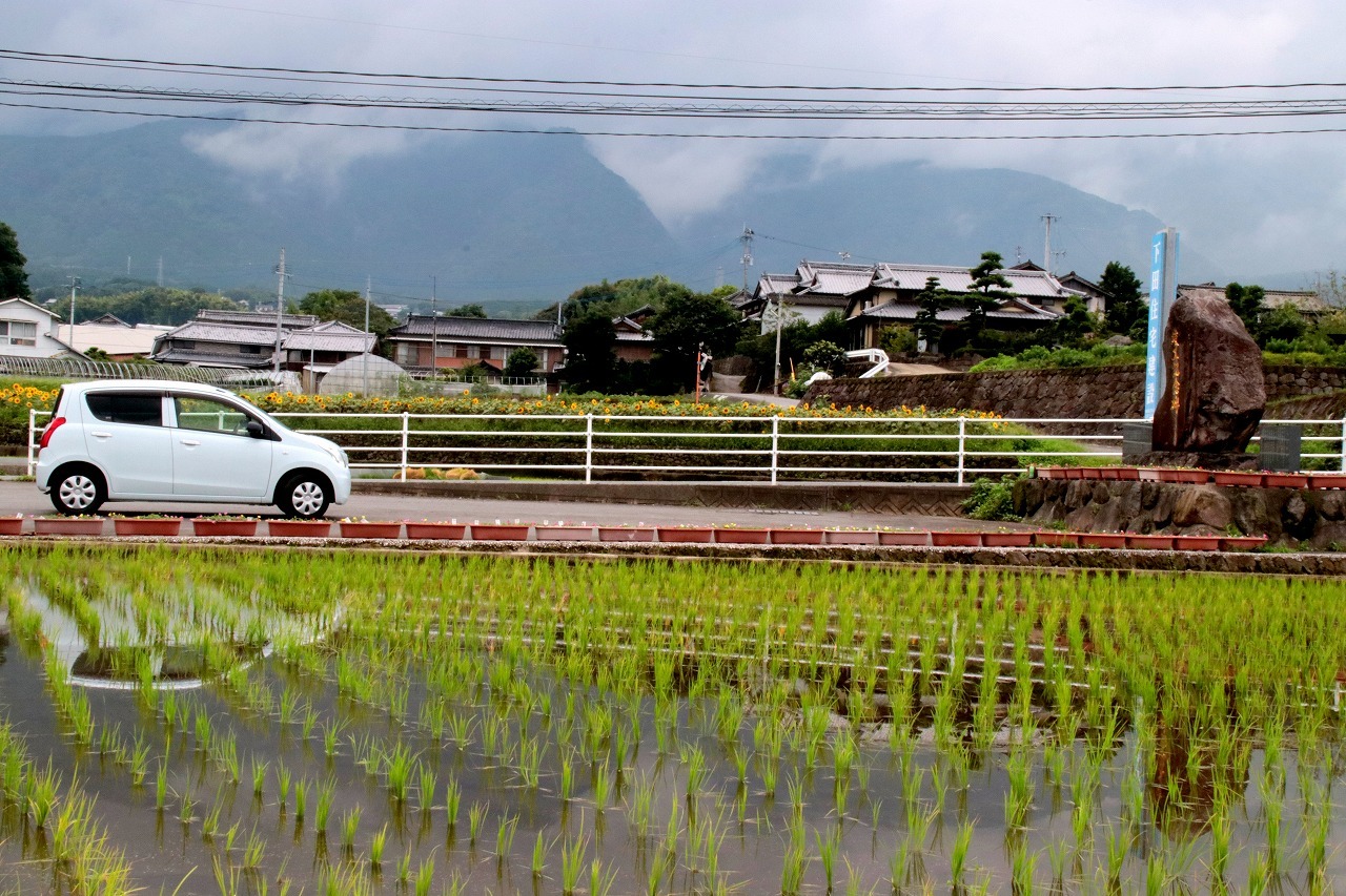 深　江　の　田　園　風　景　　　（7/4）　　　～深江町出ノ川～_c0386474_21433491.jpg