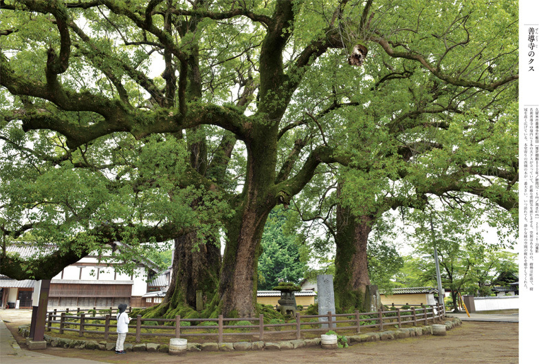■榊 晃弘写真集『九州・沖縄の巨樹』から【1】──福岡・佐賀・大分・長崎_d0190217_11360339.jpg