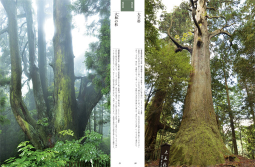 ■榊 晃弘写真集『九州・沖縄の巨樹』から【1】──福岡・佐賀・大分・長崎_d0190217_11373986.jpg