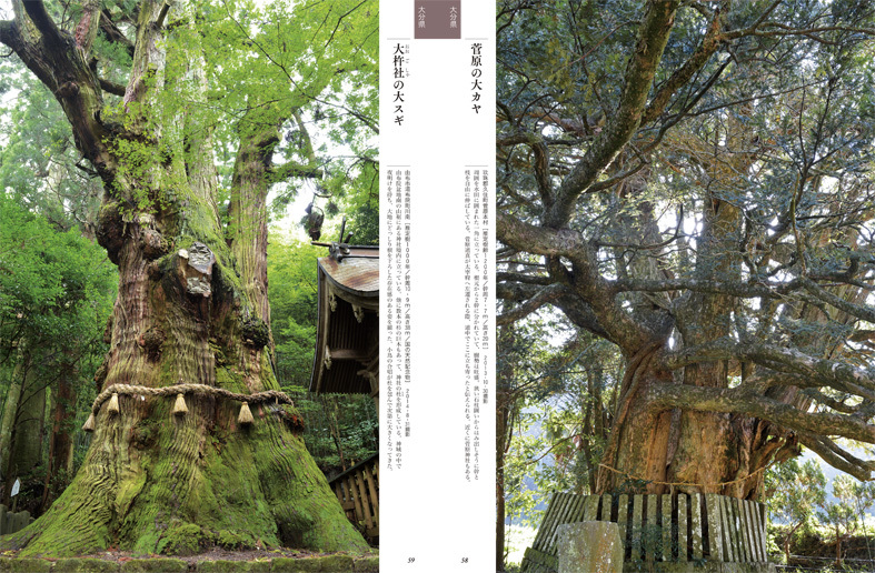 ■榊 晃弘写真集『九州・沖縄の巨樹』から【1】──福岡・佐賀・大分・長崎_d0190217_11402853.jpg