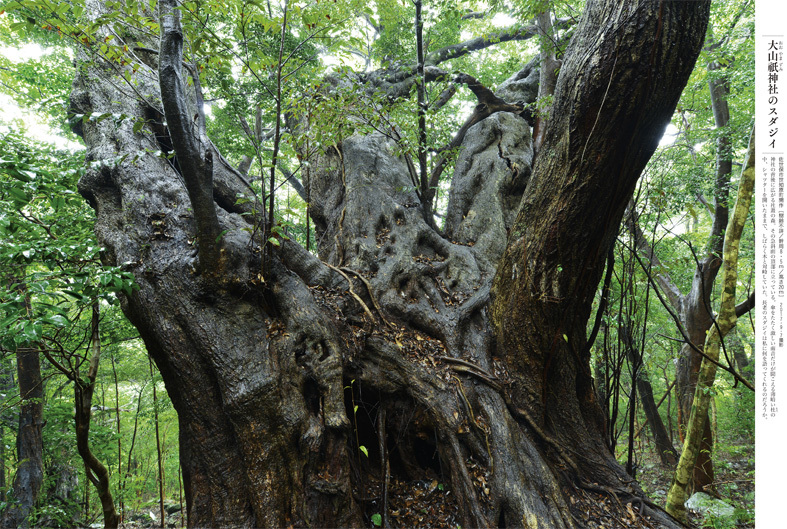 ■榊 晃弘写真集『九州・沖縄の巨樹』から【1】──福岡・佐賀・大分・長崎_d0190217_11411806.jpg