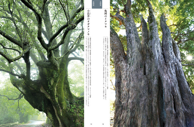 ■榊 晃弘写真集『九州・沖縄の巨樹』から【1】──福岡・佐賀・大分・長崎_d0190217_11424862.jpg