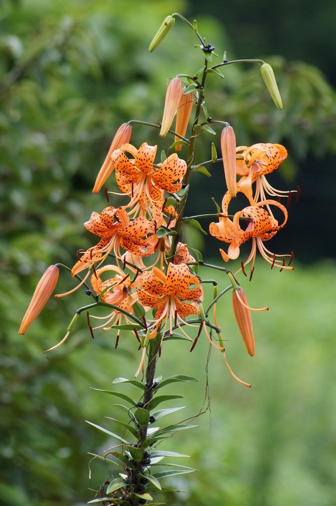 オレンジ色の花 我が家の花たち