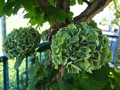 秋色紫陽花「西安」 カットしました_f0129726_20190726.jpg