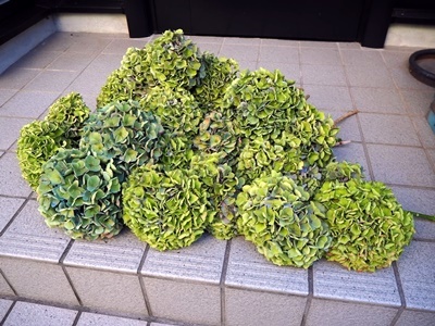 秋色紫陽花「西安」 カットしました_f0129726_20223965.jpg