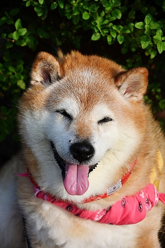 あまりにも暑いので・・・_b0314043_07111275.jpg