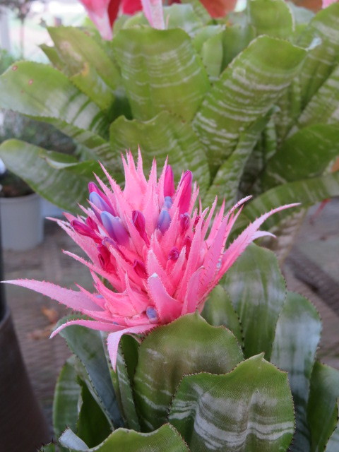 盆の花と新種の花々_f0329849_18055981.jpg