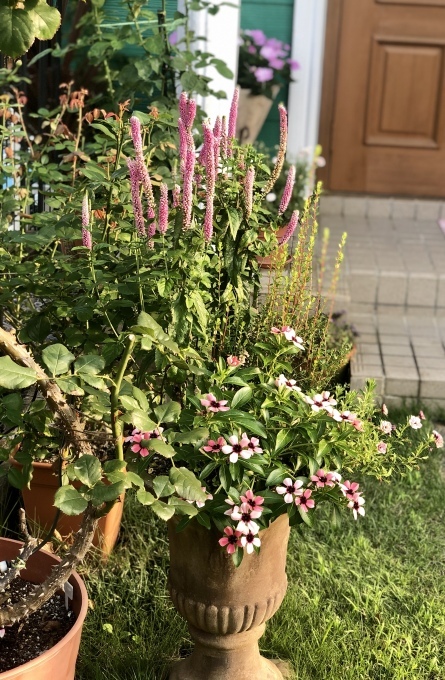 お隣との芋虫、毛虫問題( ´Д`)y_a0396654_15470718.jpeg