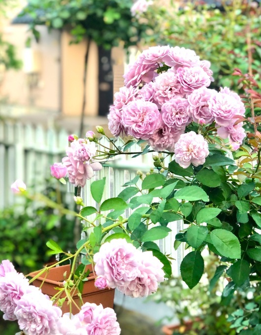 お隣との芋虫、毛虫問題( ´Д`)y_a0396654_15491560.jpeg