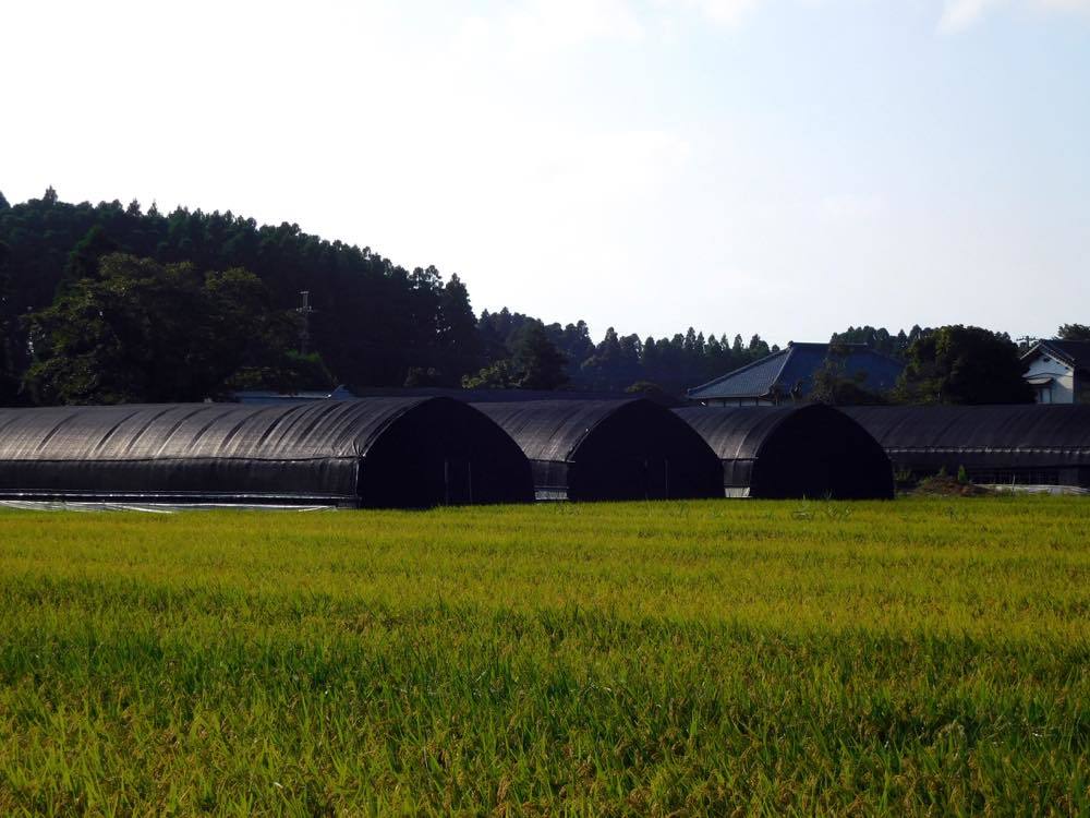 蓮田ふたたび_e0024554_20505096.jpg