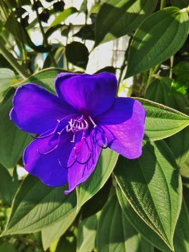 シコンノボタン_f0366679_15041481.jpg
