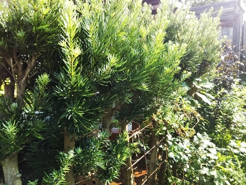 シコンノボタン_f0366679_15061355.jpg