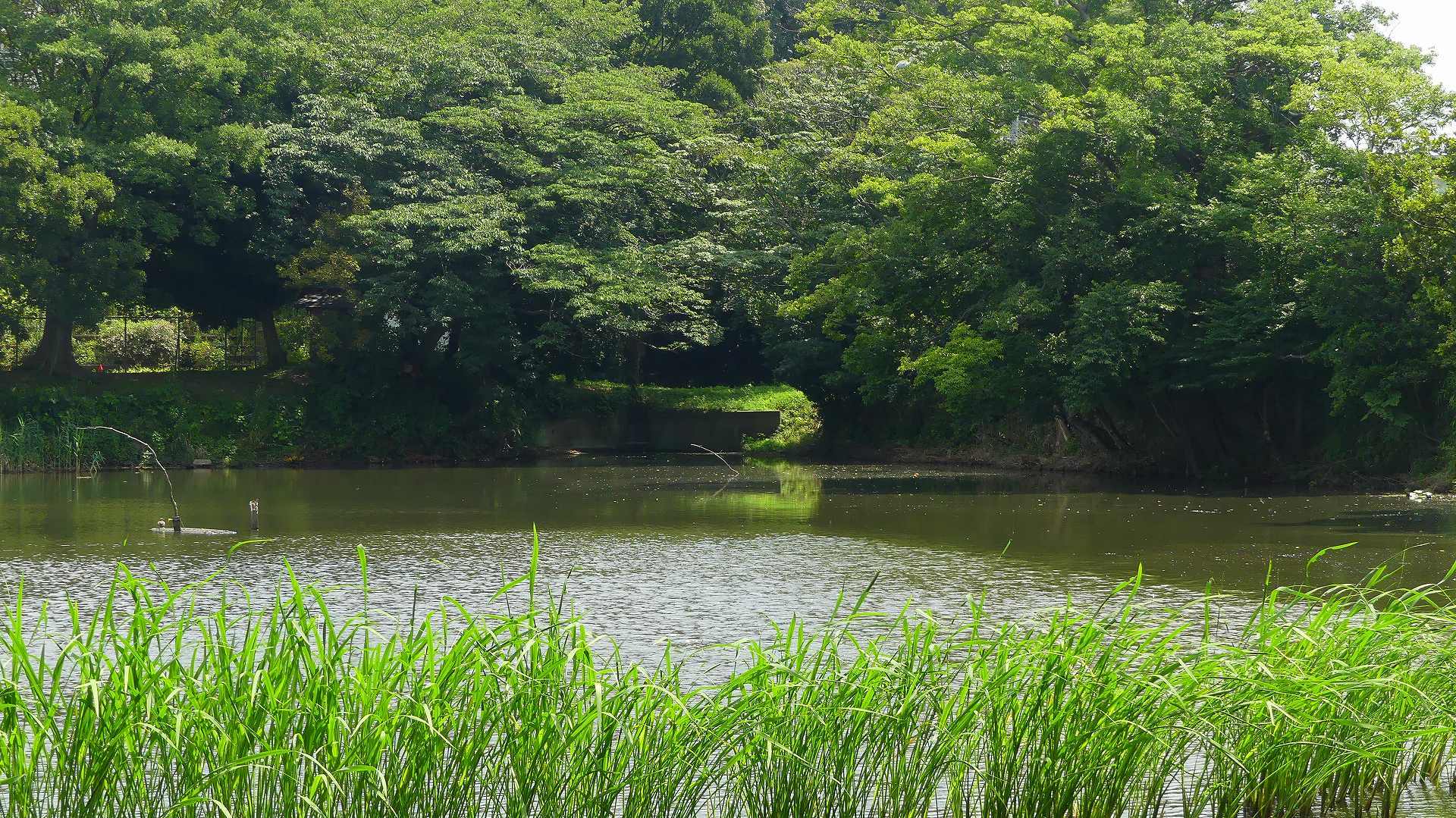 灼熱! 沼だより 【 2020 8/6(木) 】_a0185081_13375762.jpg