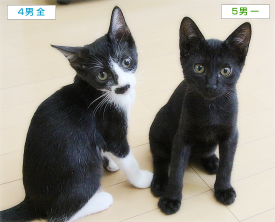 子猫の写真をきれいに撮るには？_a0389088_07552205.jpg