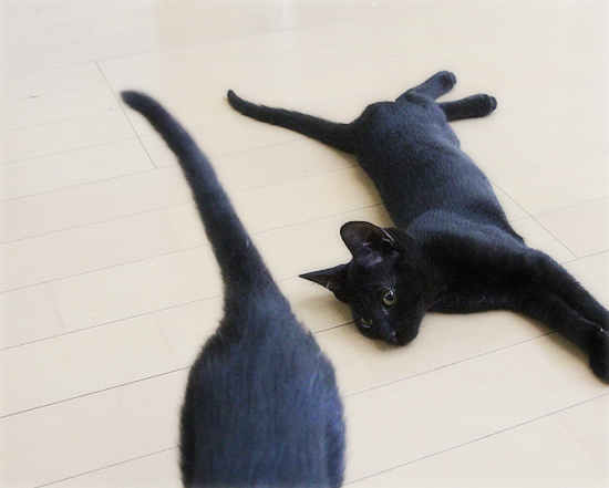 子猫の写真をきれいに撮るには？_a0389088_07552261.jpg