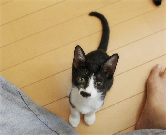 子猫の写真をきれいに撮るには？_a0389088_07552280.jpg