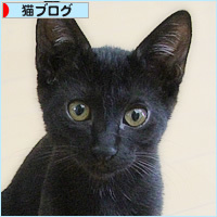 子猫の写真をきれいに撮るには？_a0389088_07552302.jpg