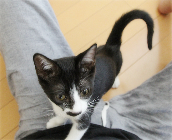 子猫の写真をきれいに撮るには？_a0389088_07552338.jpg