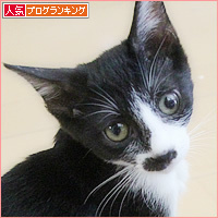 子猫の写真をきれいに撮るには？_a0389088_07552342.jpg