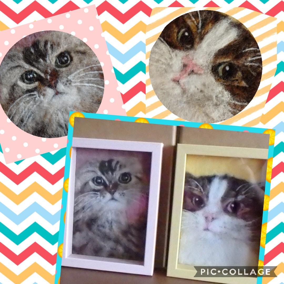 スコティッシュ姉弟 そして帯への可能性_f0329602_09564887.jpg