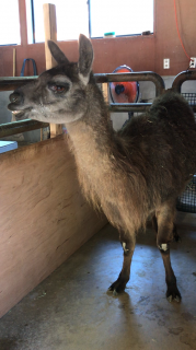 ラマのモモちゃんのその後_c0290504_18482391.png