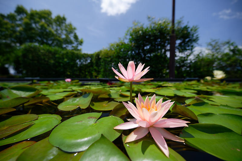 草津市立水生植物公園みずの森 其の一_f0032011_19333039.jpg