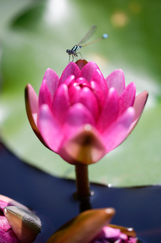 草津市立水生植物公園みずの森　其の一_f0032011_19333070.jpg