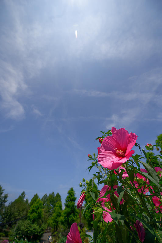 草津市立水生植物公園みずの森 其の一_f0032011_19333079.jpg