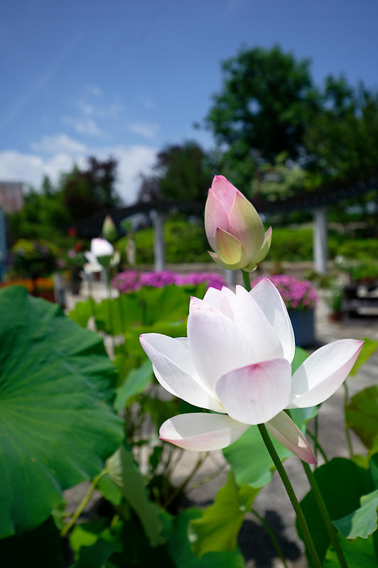 草津市立水生植物公園みずの森 其の一_f0032011_19333081.jpg
