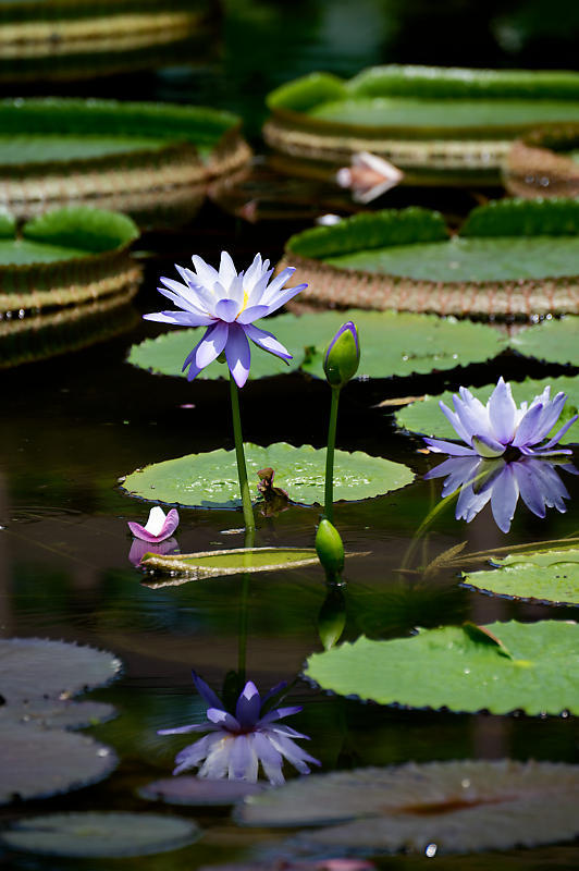 草津市立水生植物公園みずの森　其の一_f0032011_19352255.jpg