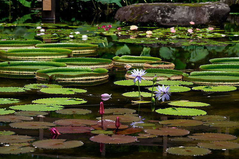 草津市立水生植物公園みずの森　其の一_f0032011_19352282.jpg