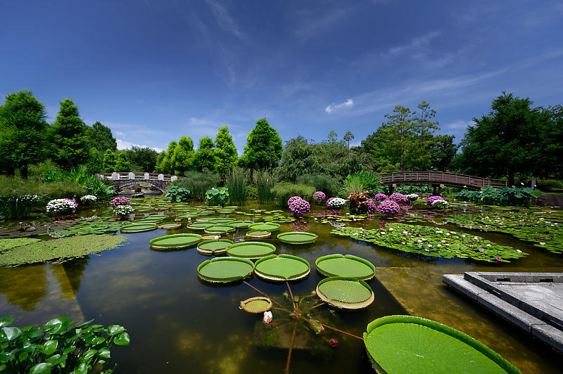 草津市立水生植物公園みずの森 其の一_f0032011_19352288.jpg