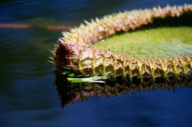 草津市立水生植物公園みずの森 其の一_f0032011_19352309.jpg
