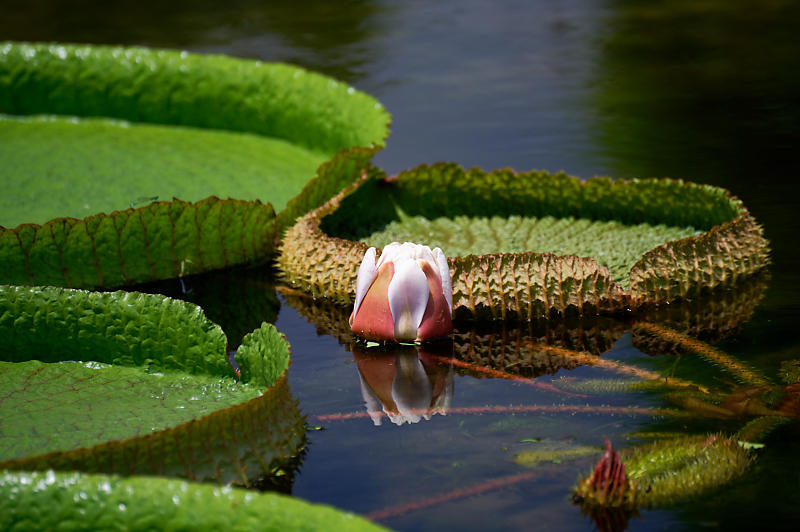 草津市立水生植物公園みずの森　其の一_f0032011_19352342.jpg