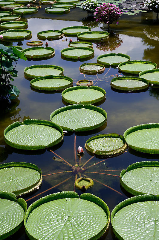 草津市立水生植物公園みずの森 其の一_f0032011_19352399.jpg