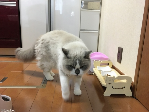 やさぐれ猫か!_d0344913_08122660.jpg