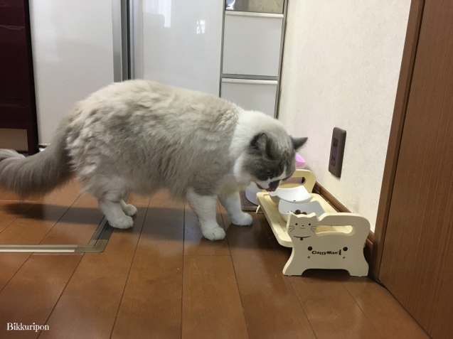 やさぐれ猫か!_d0344913_08123319.jpg