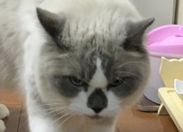 やさぐれ猫か!_d0344913_08322518.jpg