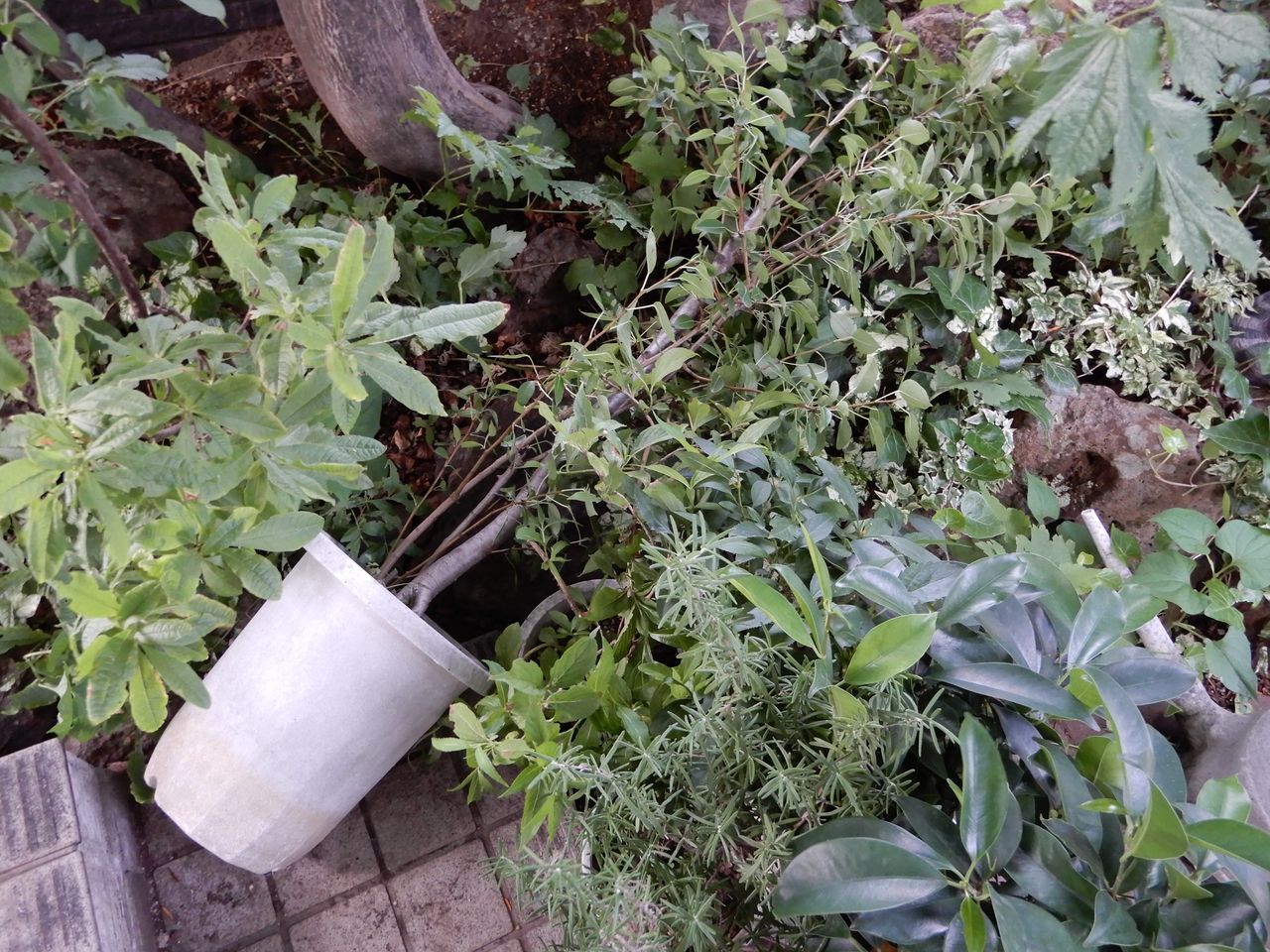 温帯台風だ_c0025115_23095685.jpg