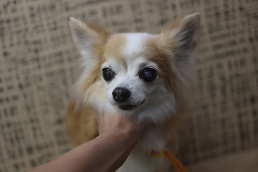 8月4日ご来店のワンちゃんです!!_b0130018_18225537.jpg