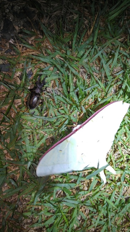 Meichoさんとクワガタチェック 第8回 灯火採集 Fatal Furyのクワガタ カブトムシ