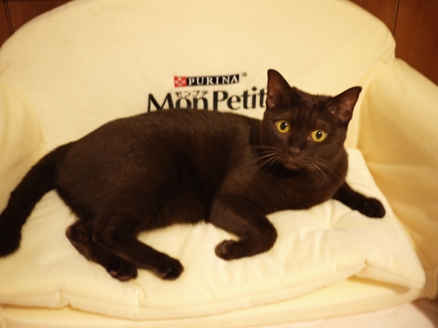 Monpetit モンプチ オリジナルキャットソファ必ずもらえるプレゼント猫 みるきぃあんしゃぁりぃ編 ゆきねこ猫家族 Monpetit モンプチ オリジナルキャットソファ必ずもらえるプレゼント猫 みるきぃあんしゃぁりぃ編 ゆきねこ猫家族