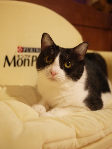 Monpetit「モンプチ」オリジナルキャットソファ必ずもらえるプレゼント猫 みるきぃあんしゃぁりぃ編。_a0143140_21221813.jpg