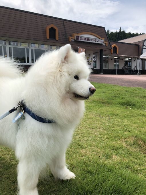 2020年夏 大山旅行 その1_f0128542_10044763.jpg