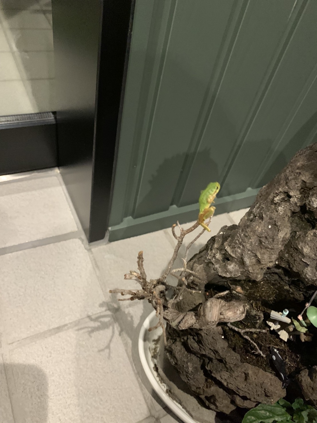 またしても来訪者が&#128515;_f0065444_17071861.jpeg