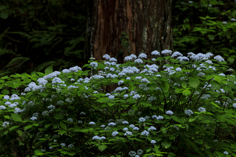 川上村・武木の小紫陽花_f0155048_2337589.jpg