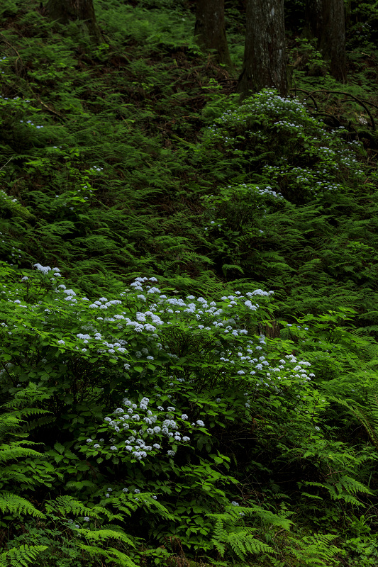 川上村・武木の小紫陽花_f0155048_2341373.jpg